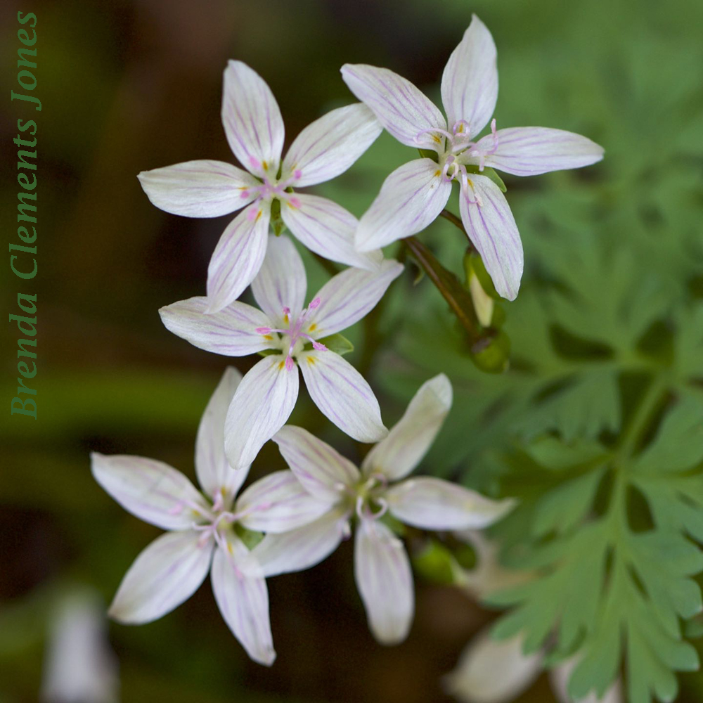 Virginia Springbeauty