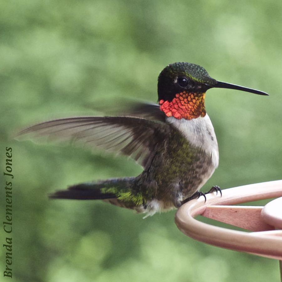 2021 Hummingbird Arrival