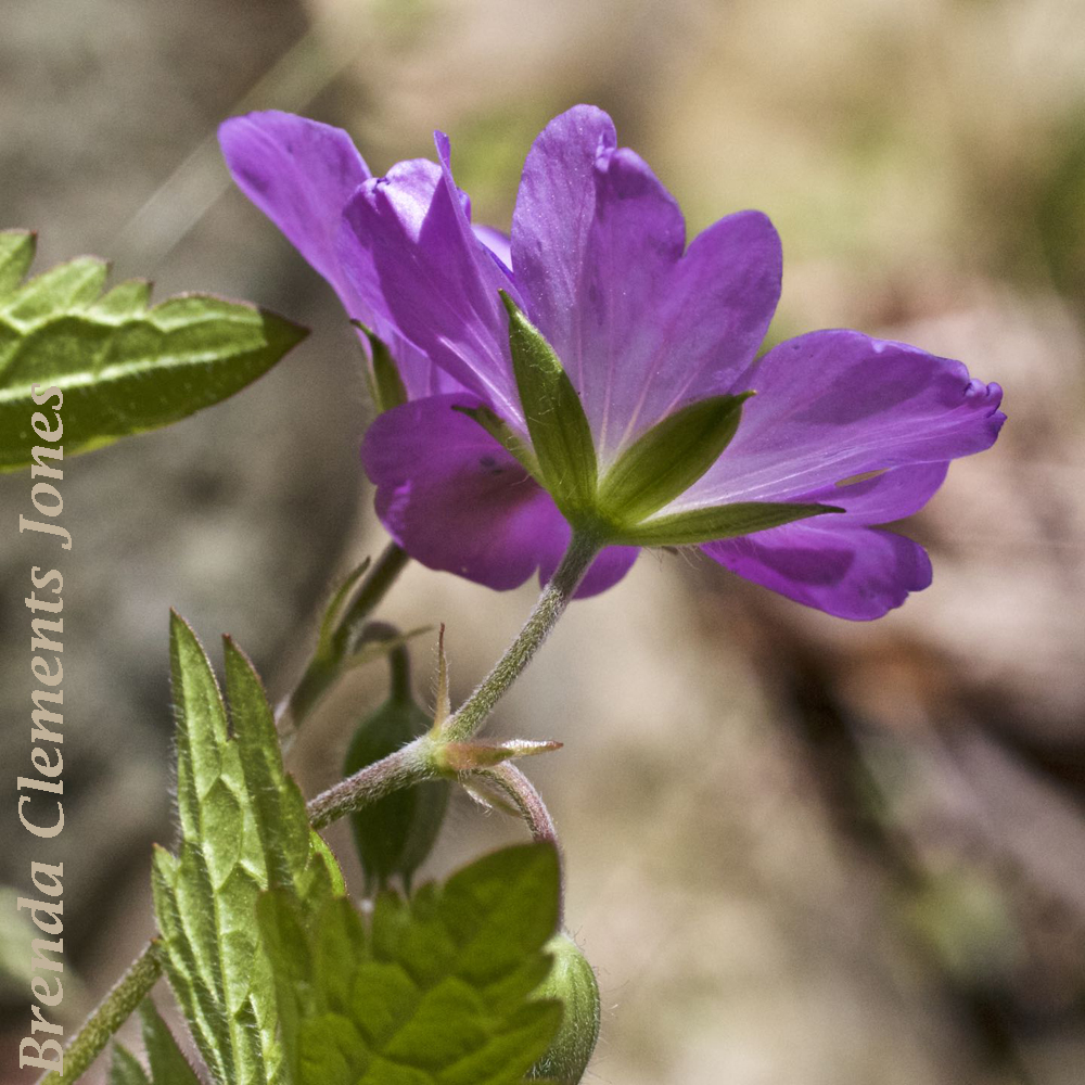 Wild Geranium