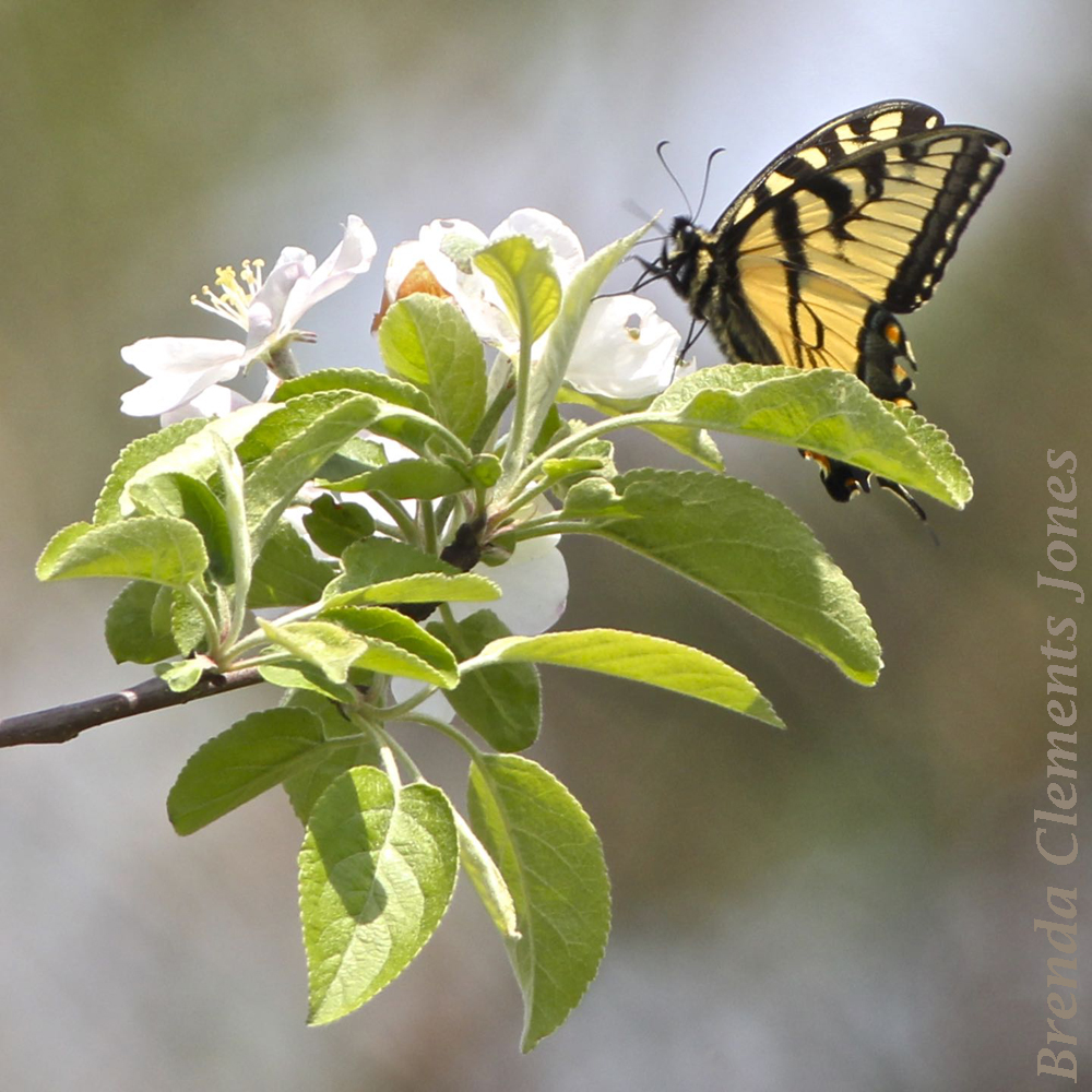 Apple Blossoms