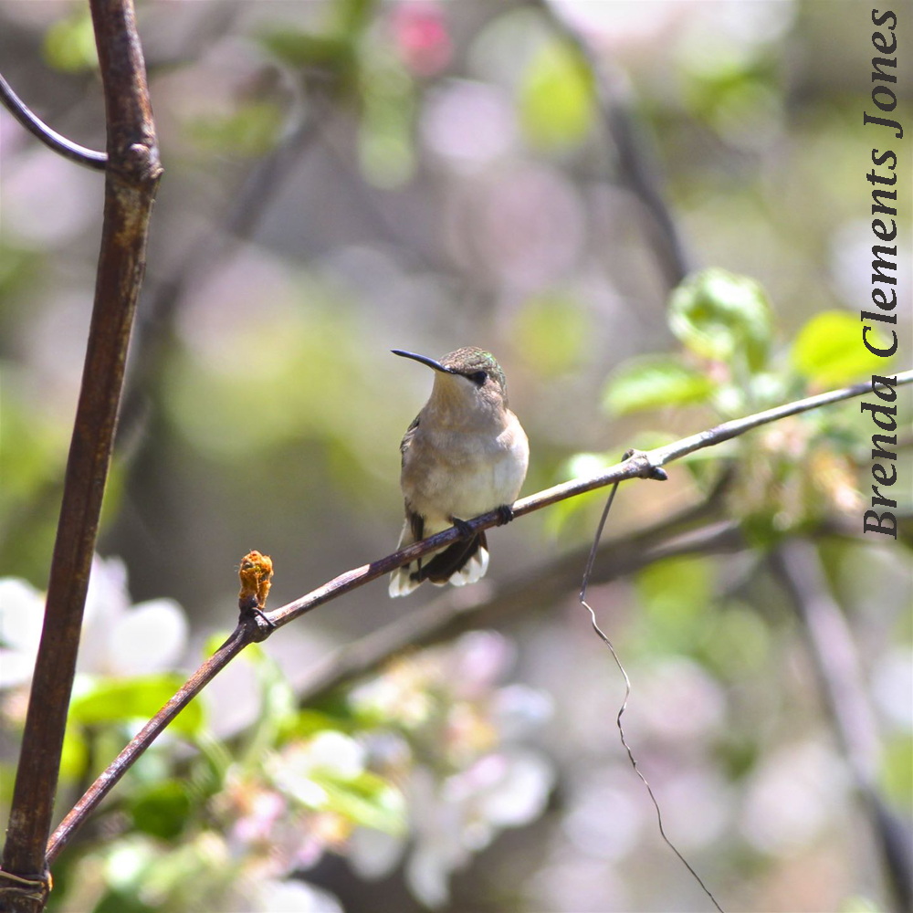 2021 First Female Hummingbird