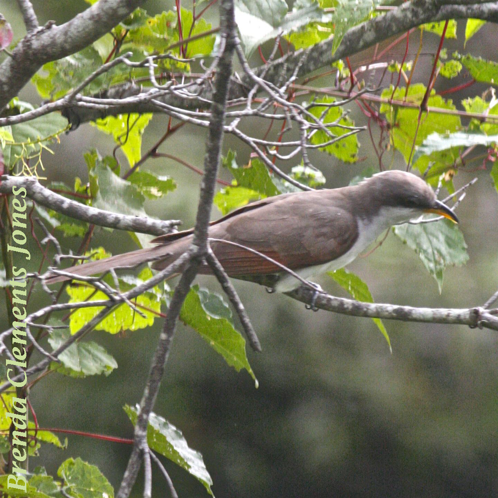 Yellow-billed Cuckoo