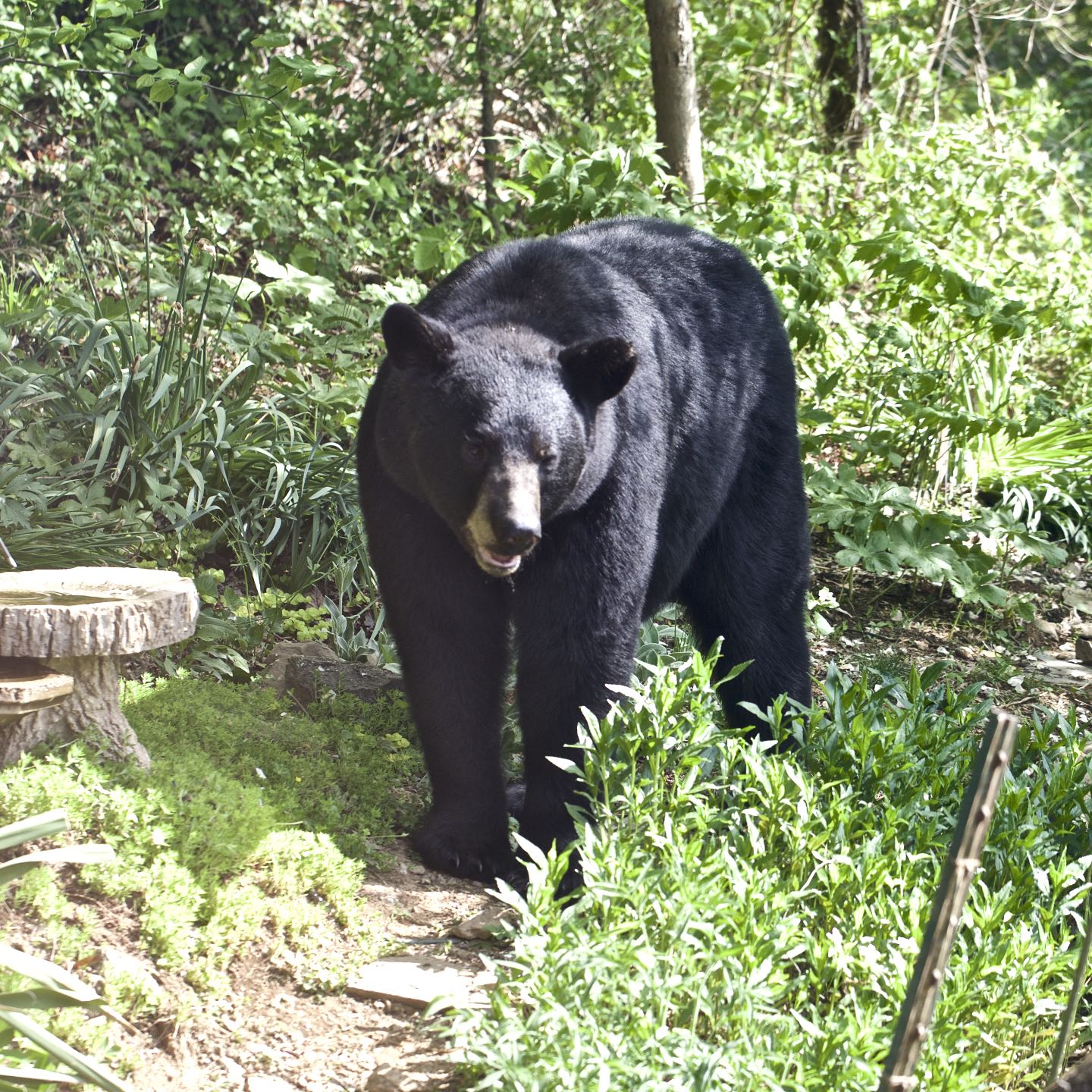 Pressing My Luck – Bears