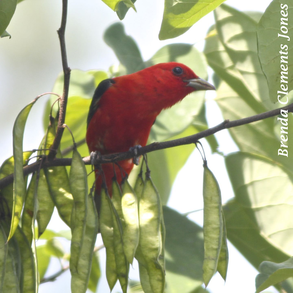 Scarlet Tanager