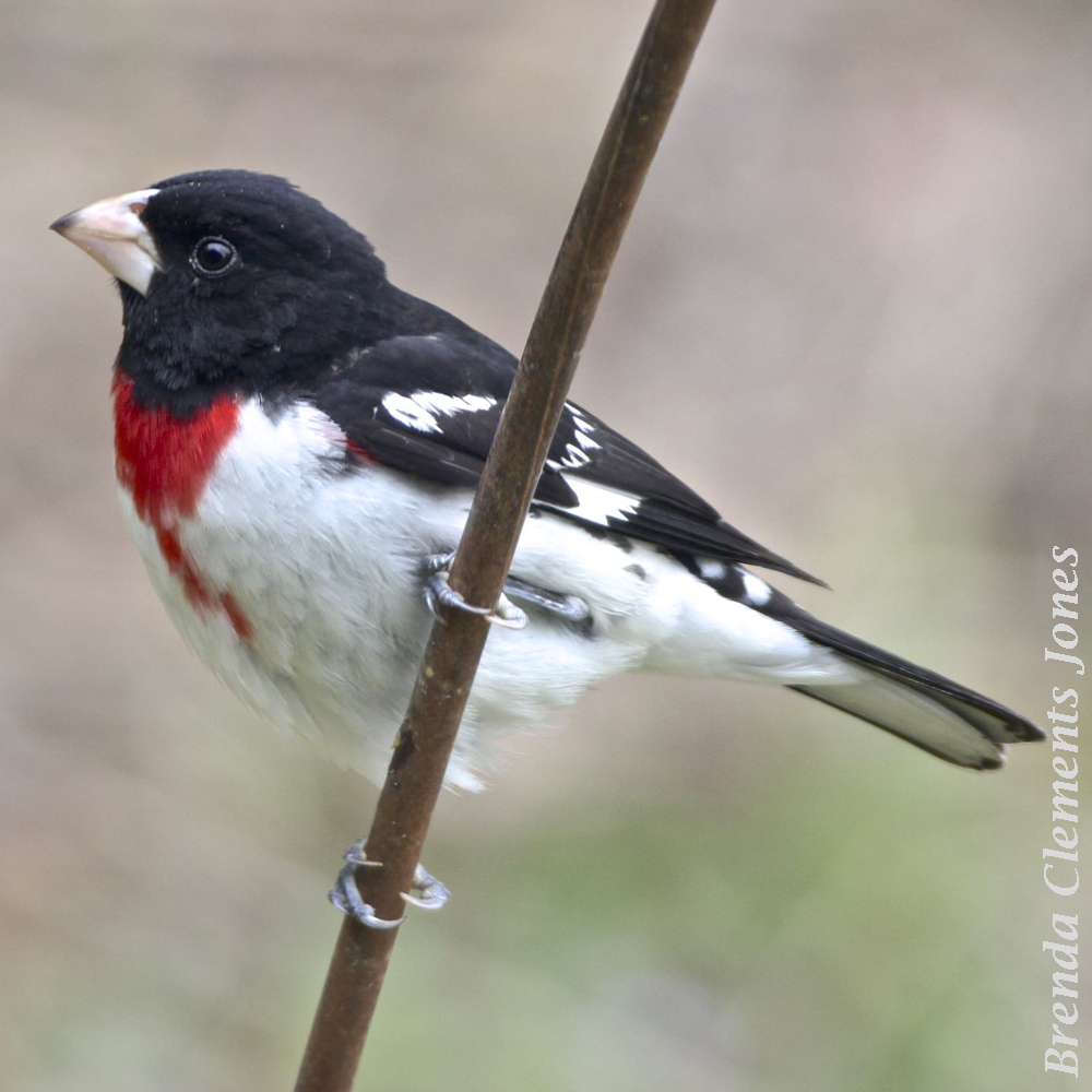 Rose-breasted Grosbeak