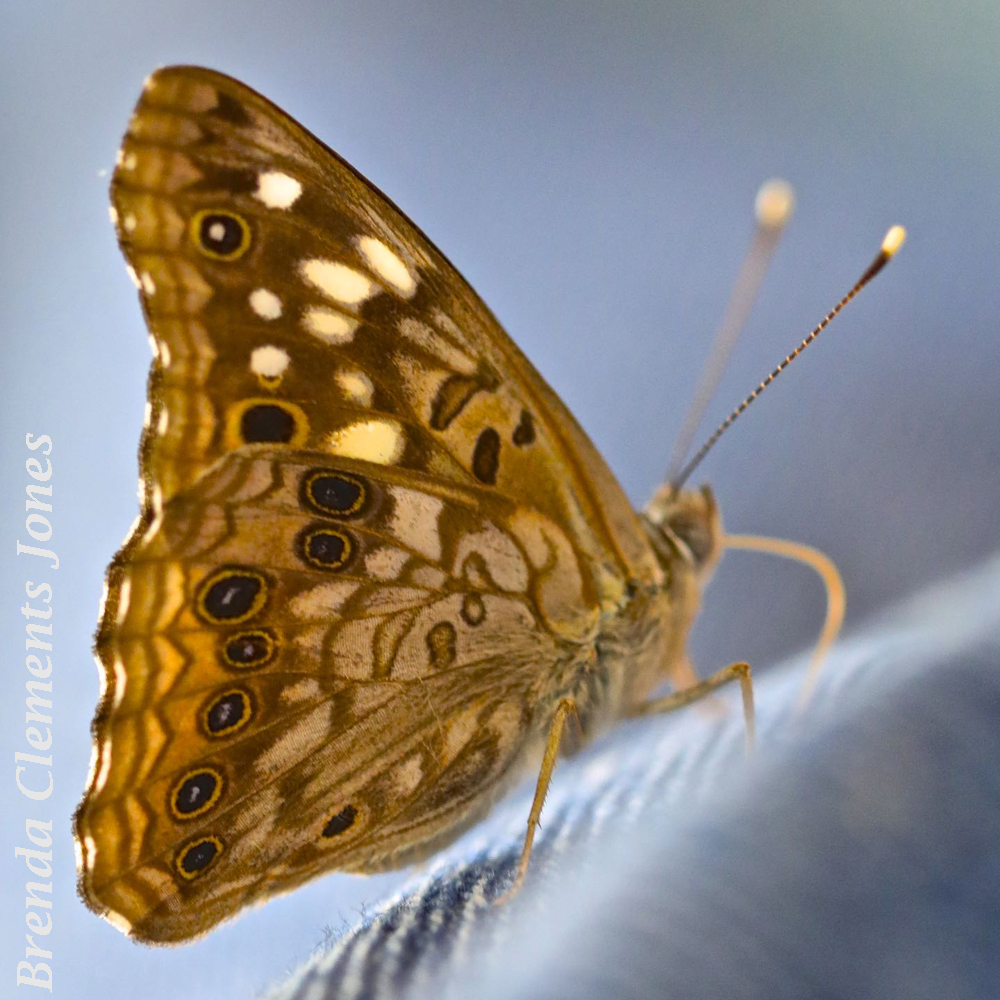 Hackberry Emperor