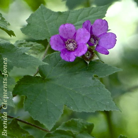 Purple-flowered Raspberry