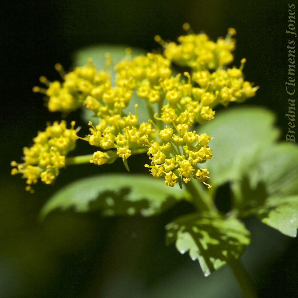 Golden Alexanders