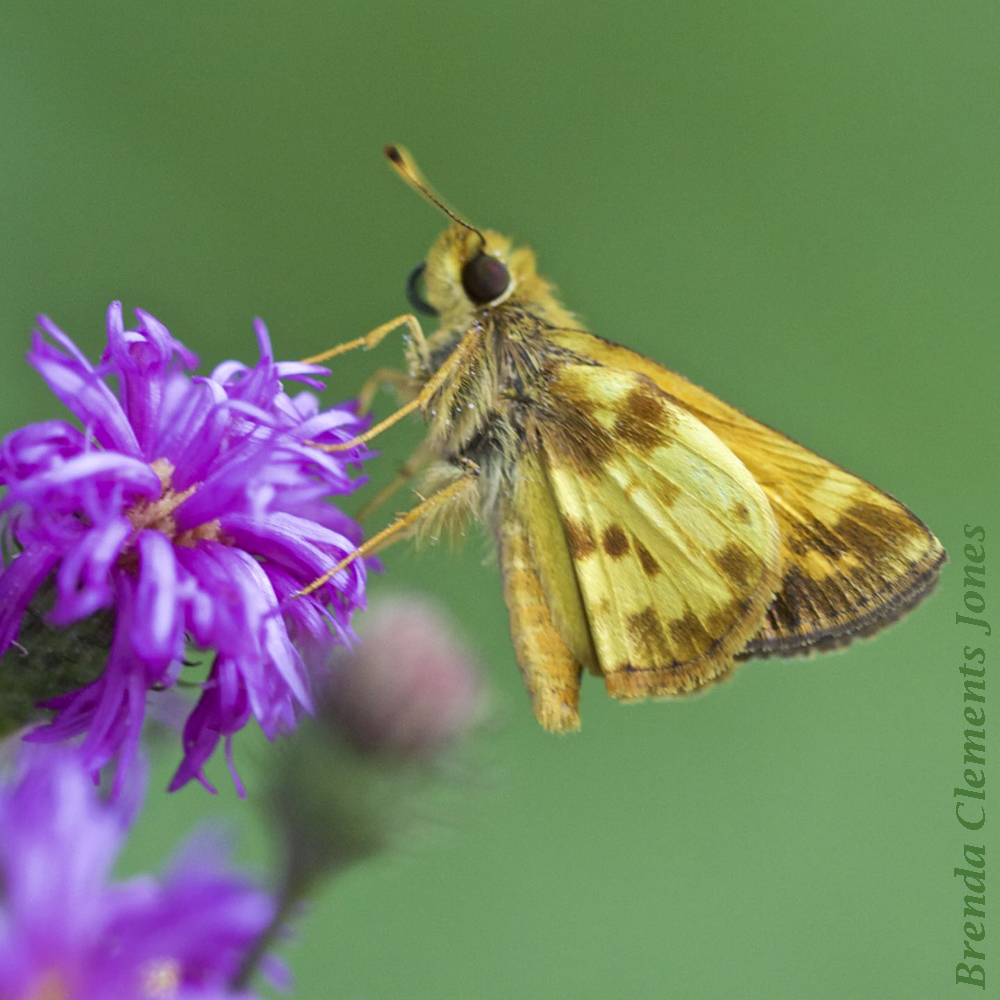 Zabulon Skipper