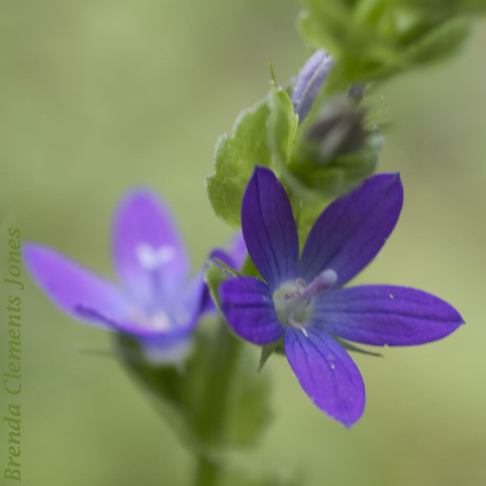 Venus’ Looking Glass