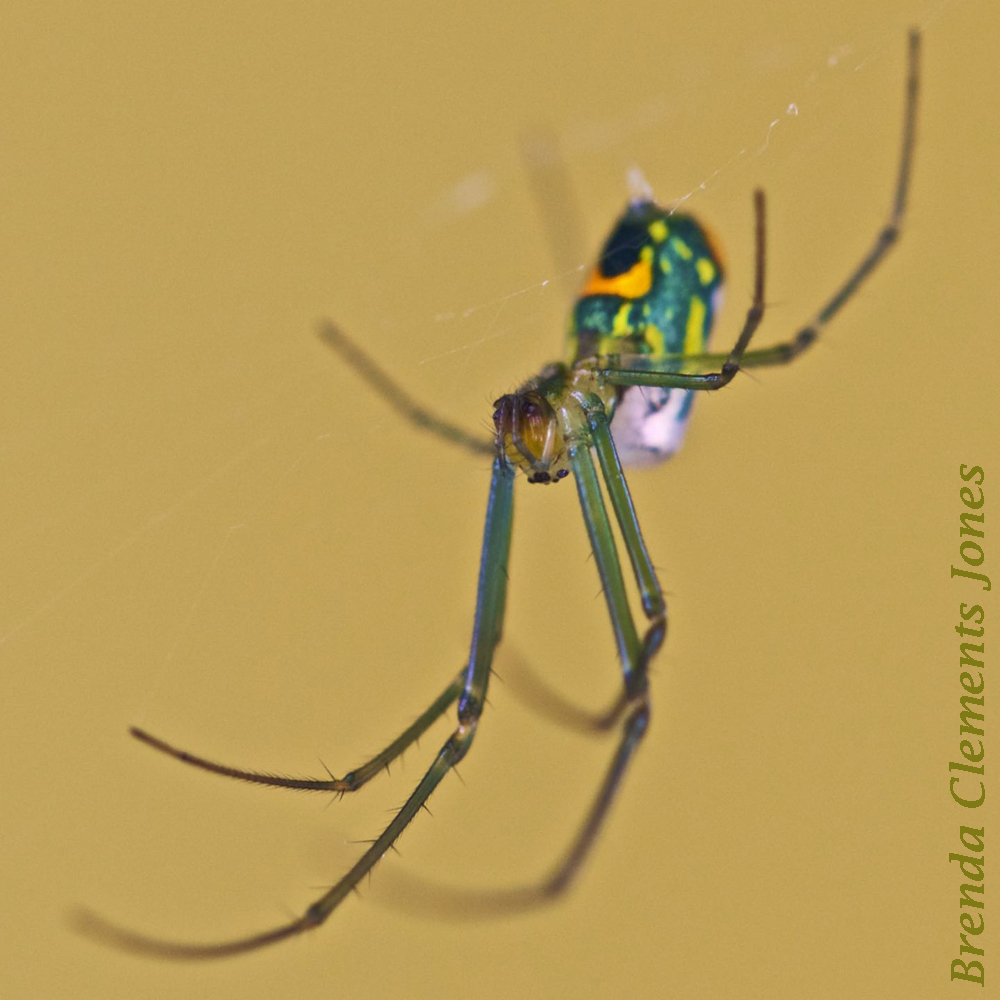 Orchard Orb-weaver Spider