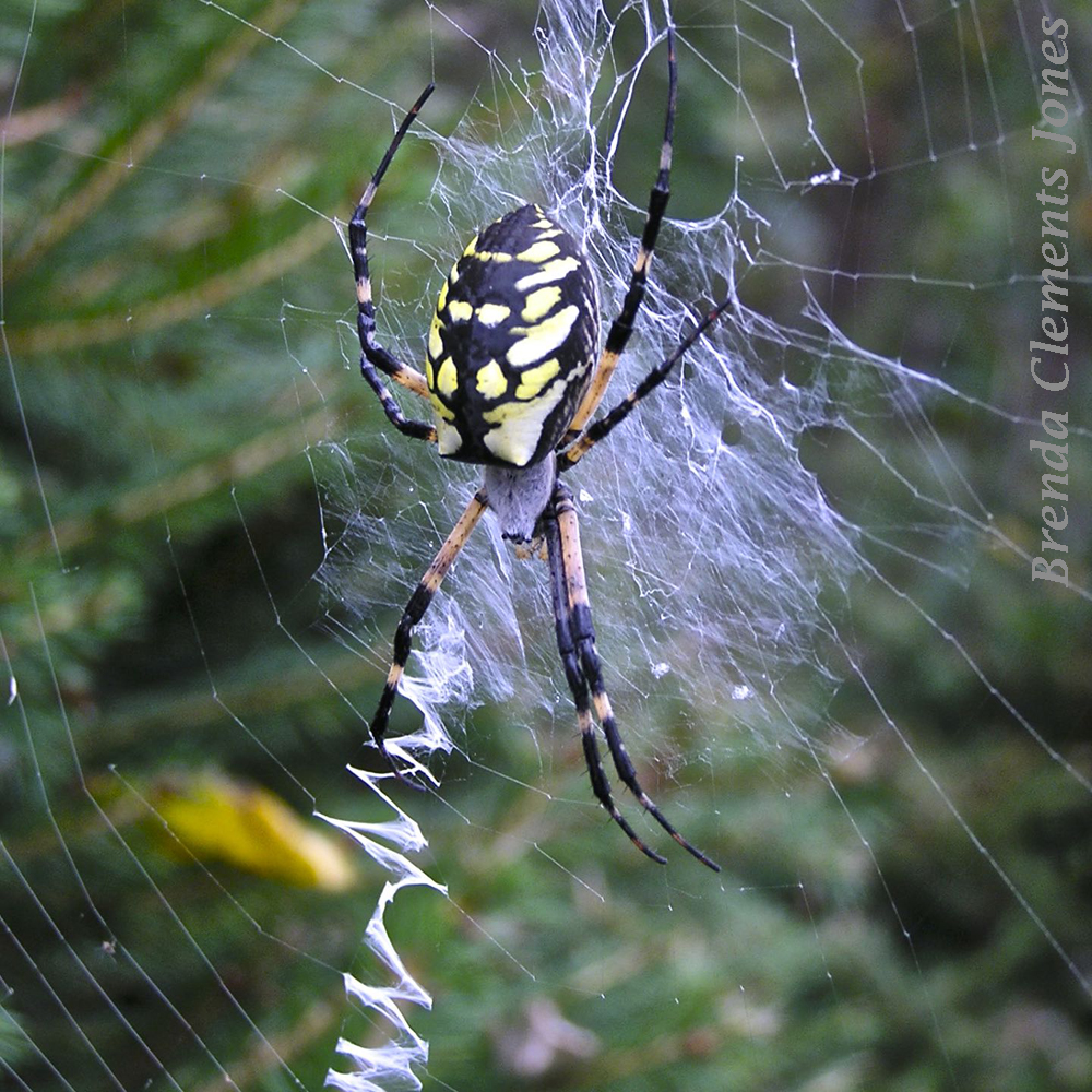 Yellow Garden Spider