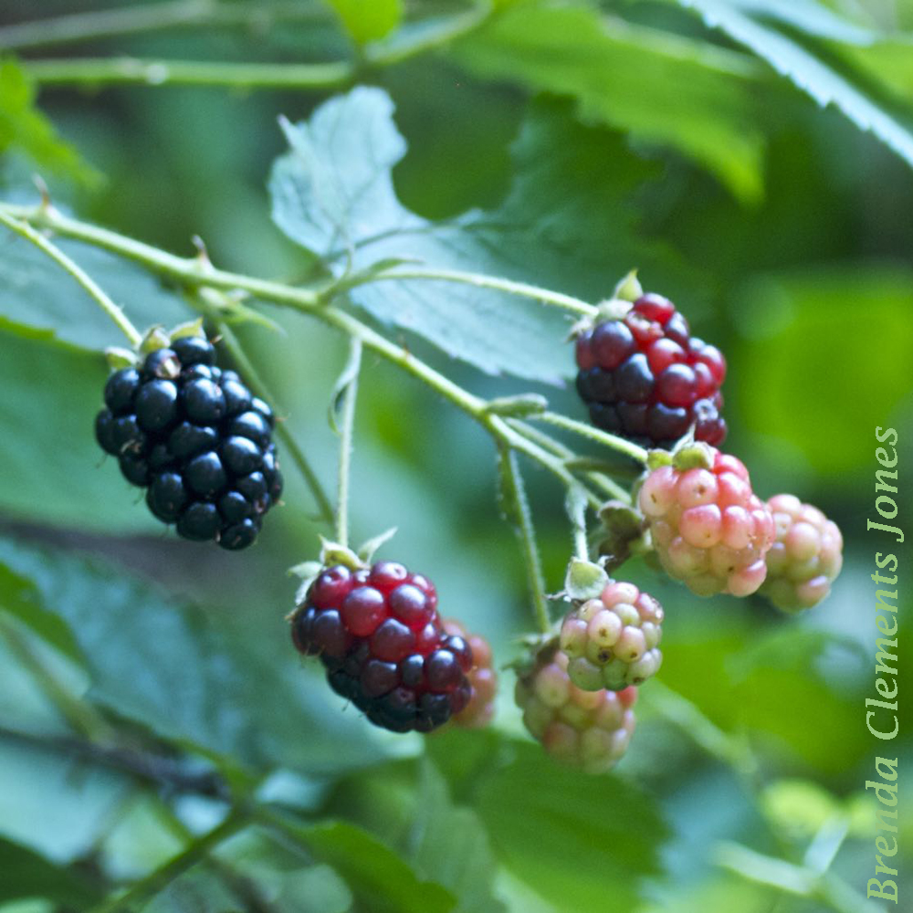 Blackberries