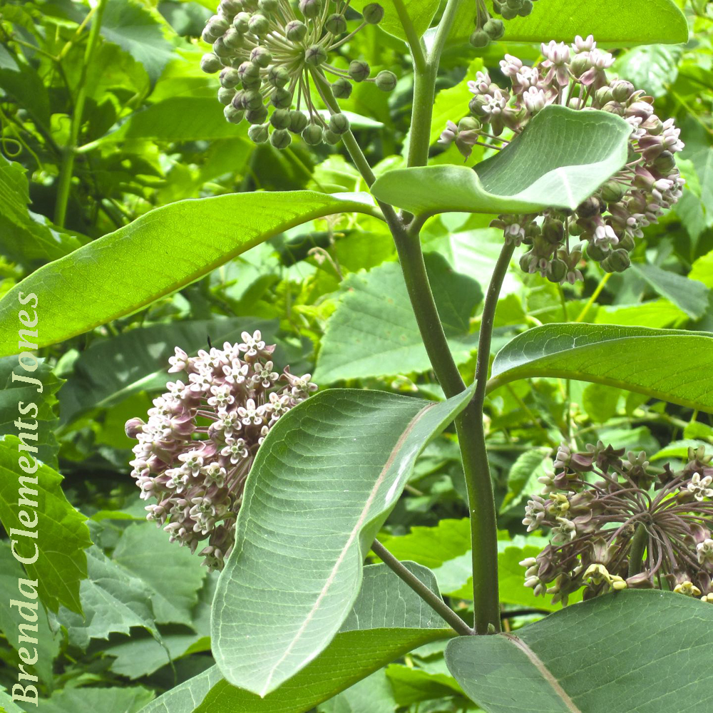 What Does Milkweed Look Like And Where Does It Grow