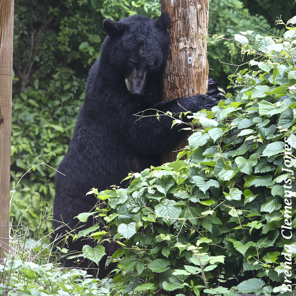 Bear Marking Territory