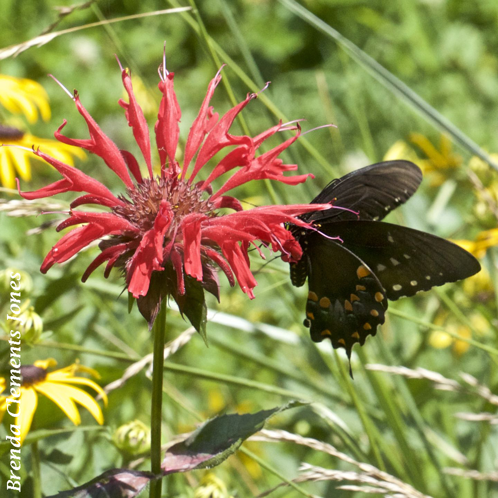Scarlet Beebalm