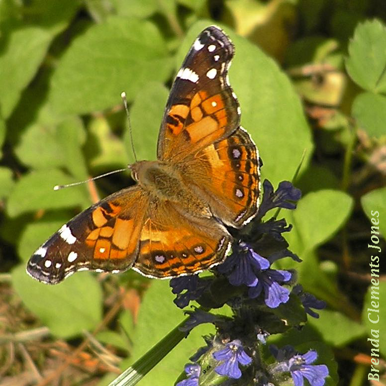 American Lady Butterfly