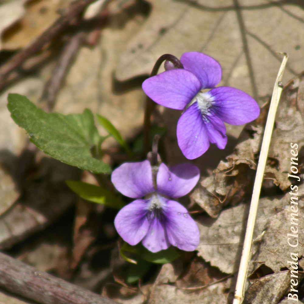 Violets for the Birthday Girl