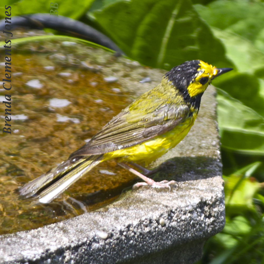 Hooded Warbler