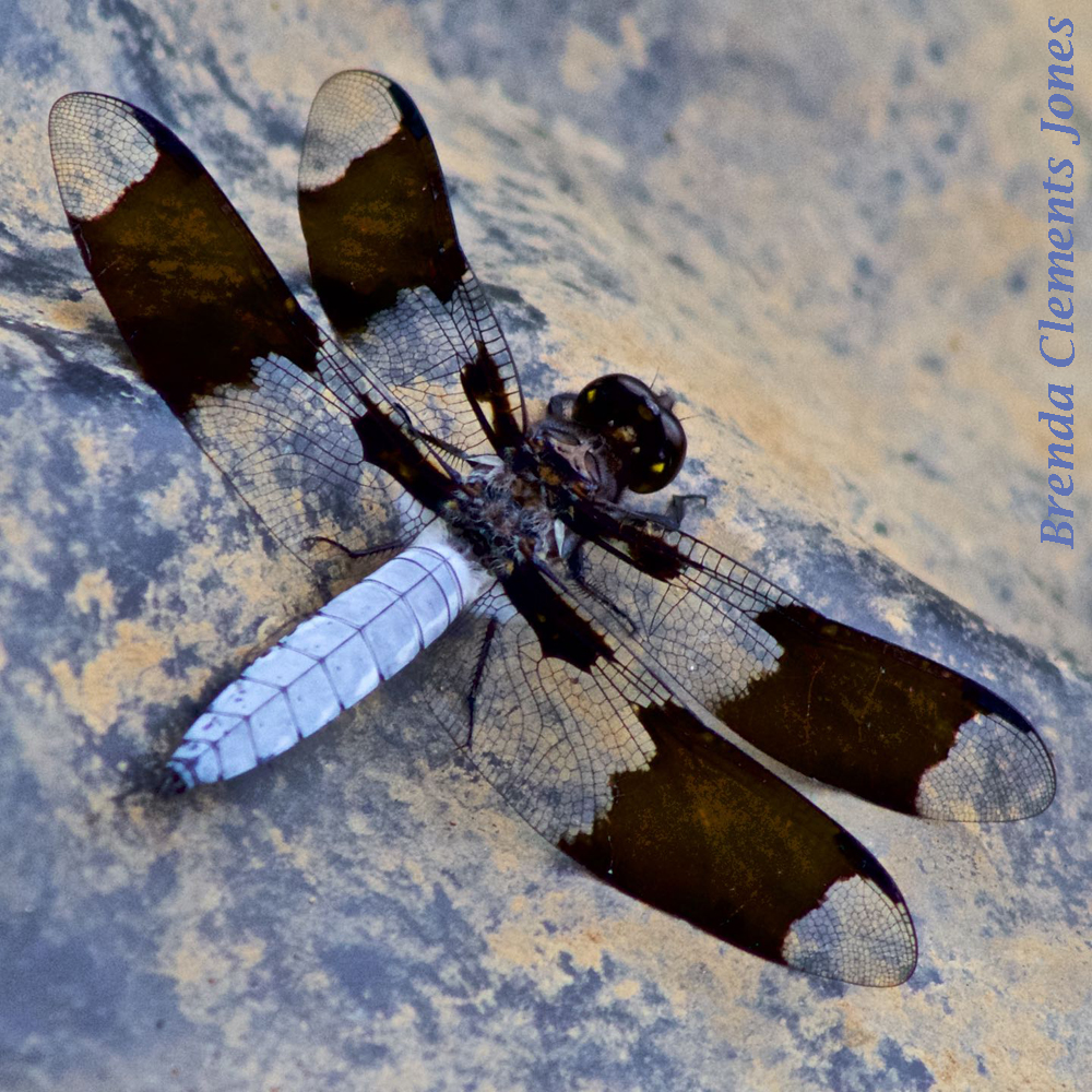 Common Whitetail Dragonfly