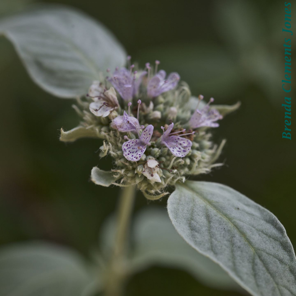 Silverleaf Mountain Mint