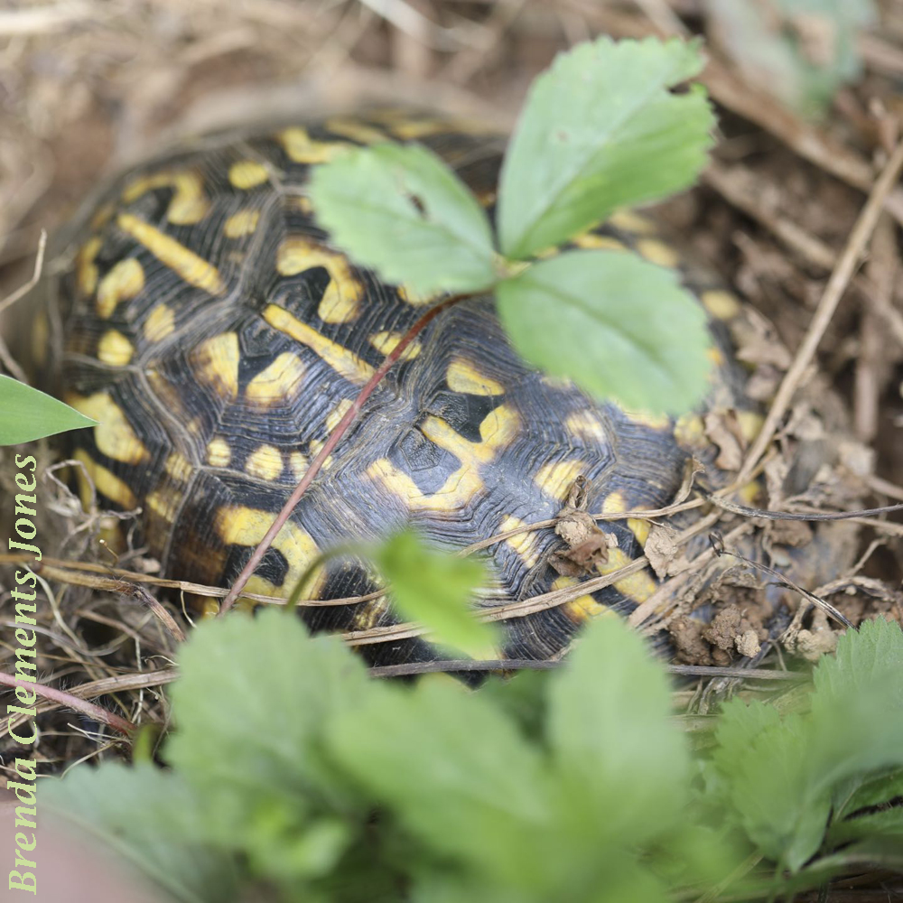 So Many Common Box Turtles