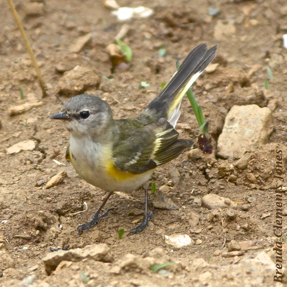 Female American Redstart