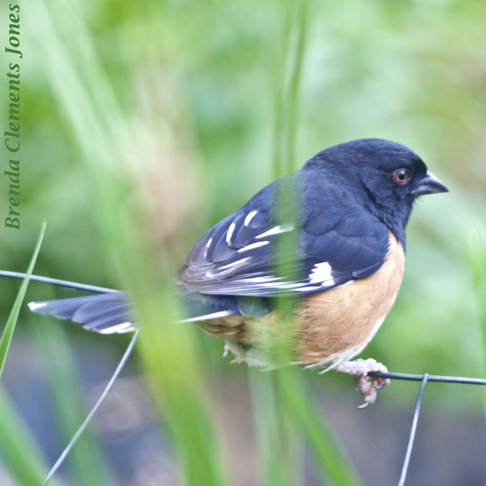 Eastern Towhee