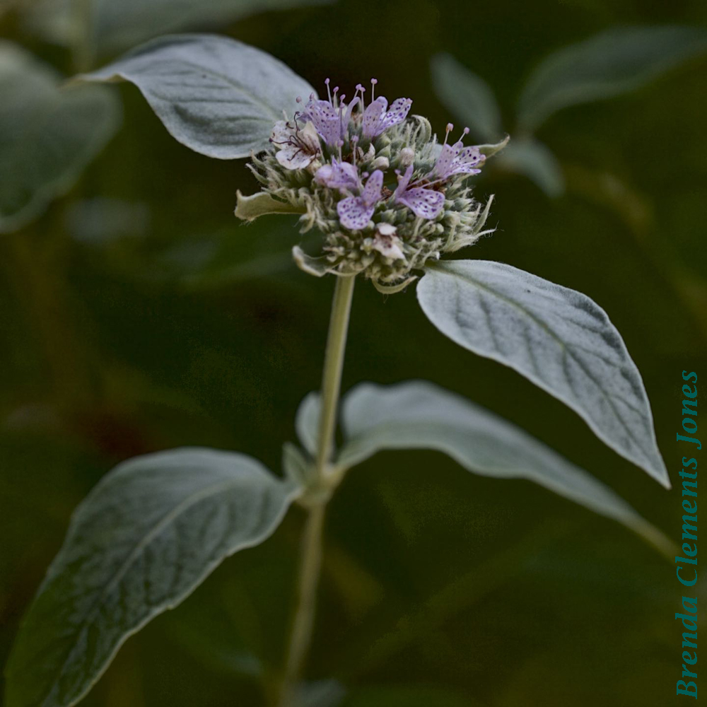 Silverleaf Mountain Mint