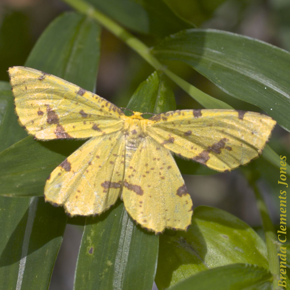 False Crocus Geometer