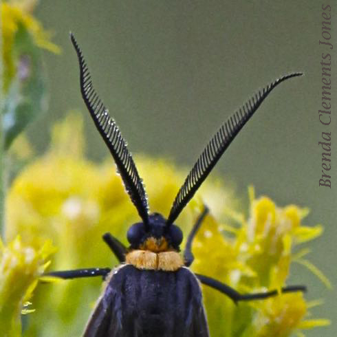 A Difference Between Moths and Butterflies
