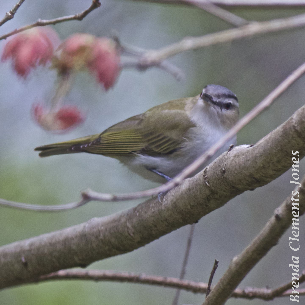 Red-eyed Vireo