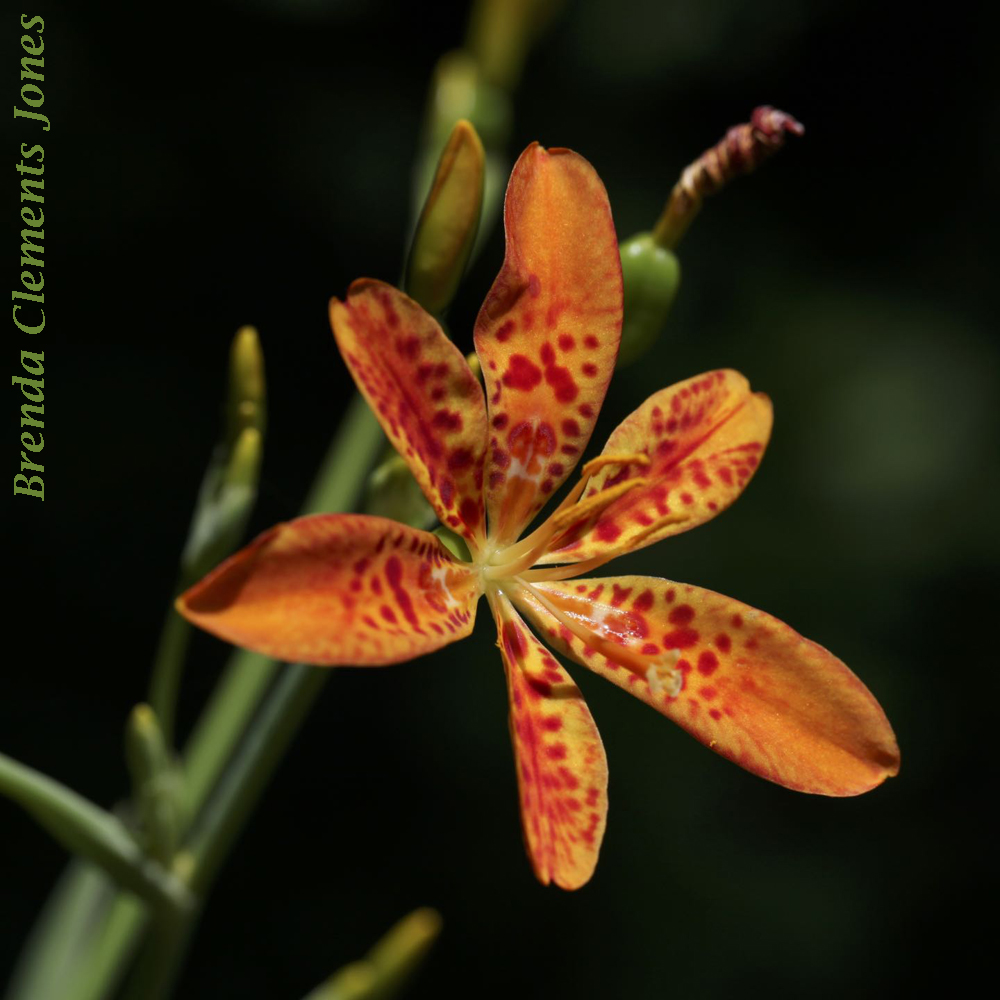 Blackberry Lily Revisited
