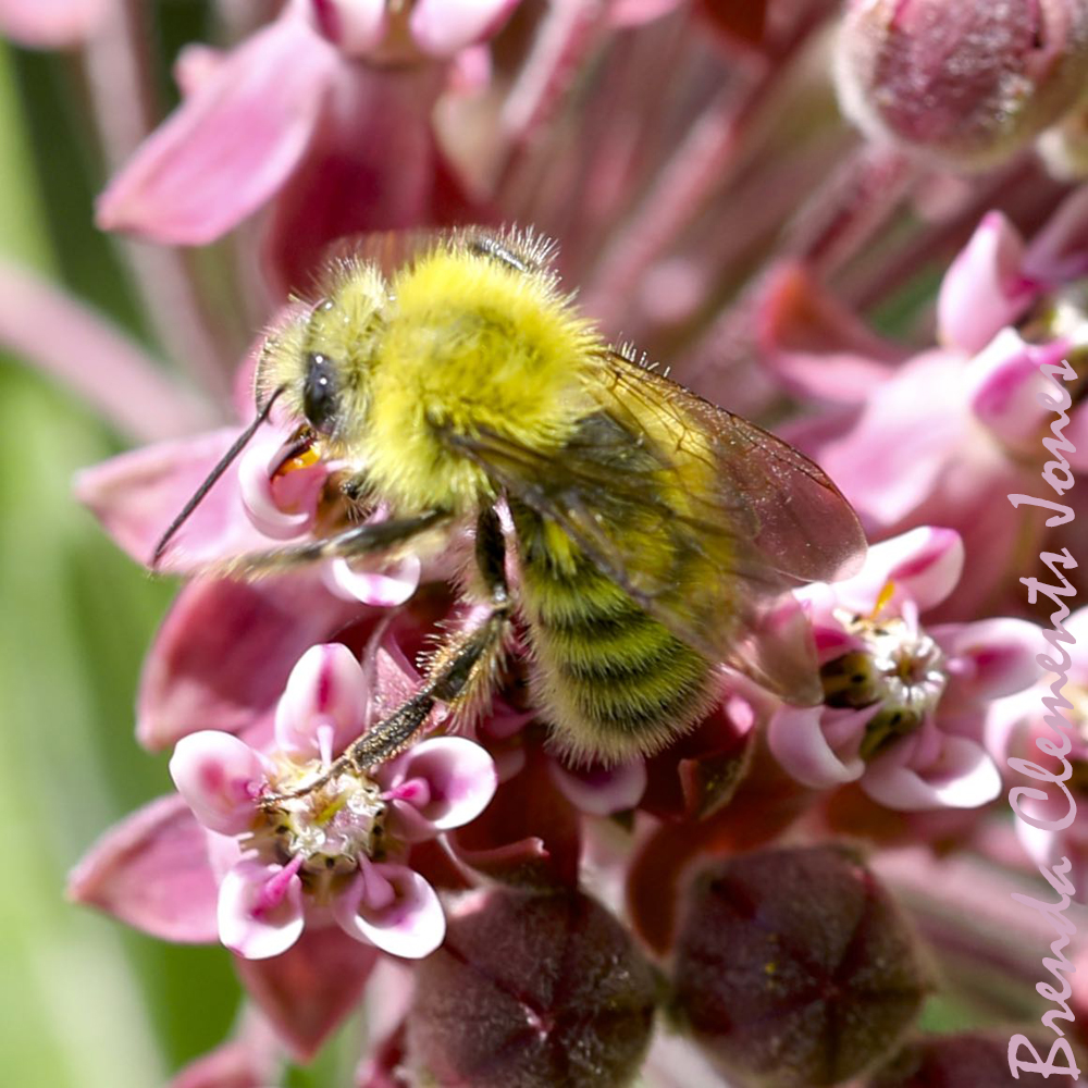 Perplexing Bumble Bee
