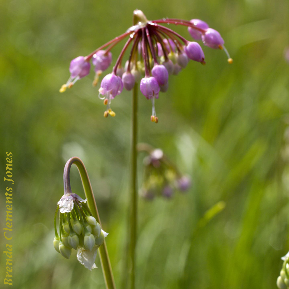 Nodding Onion