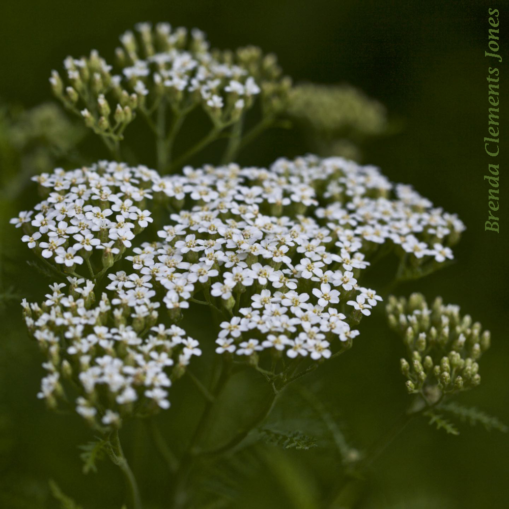 Yarrow Revisited