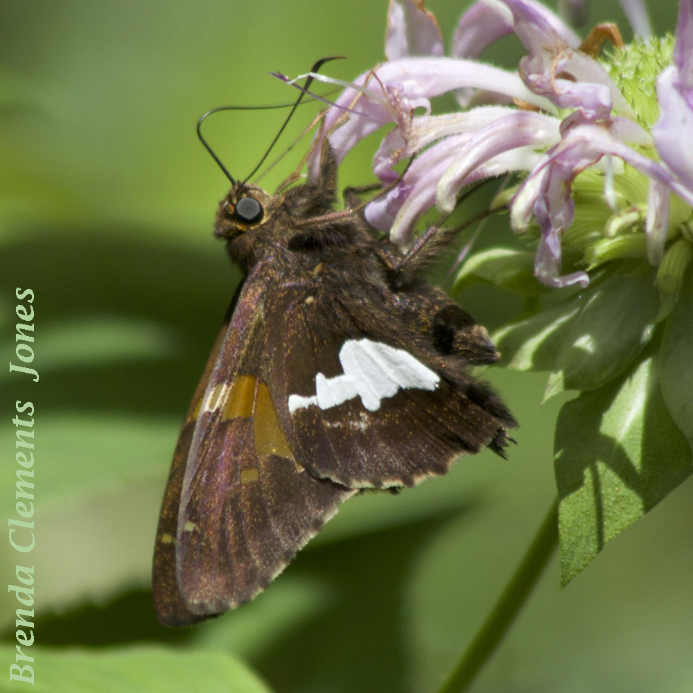 Silver-spotted Skipper Revisited