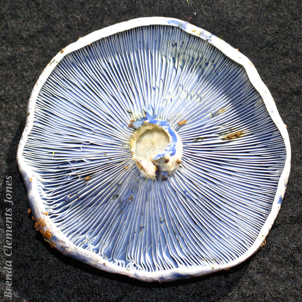Indigo Lactarius