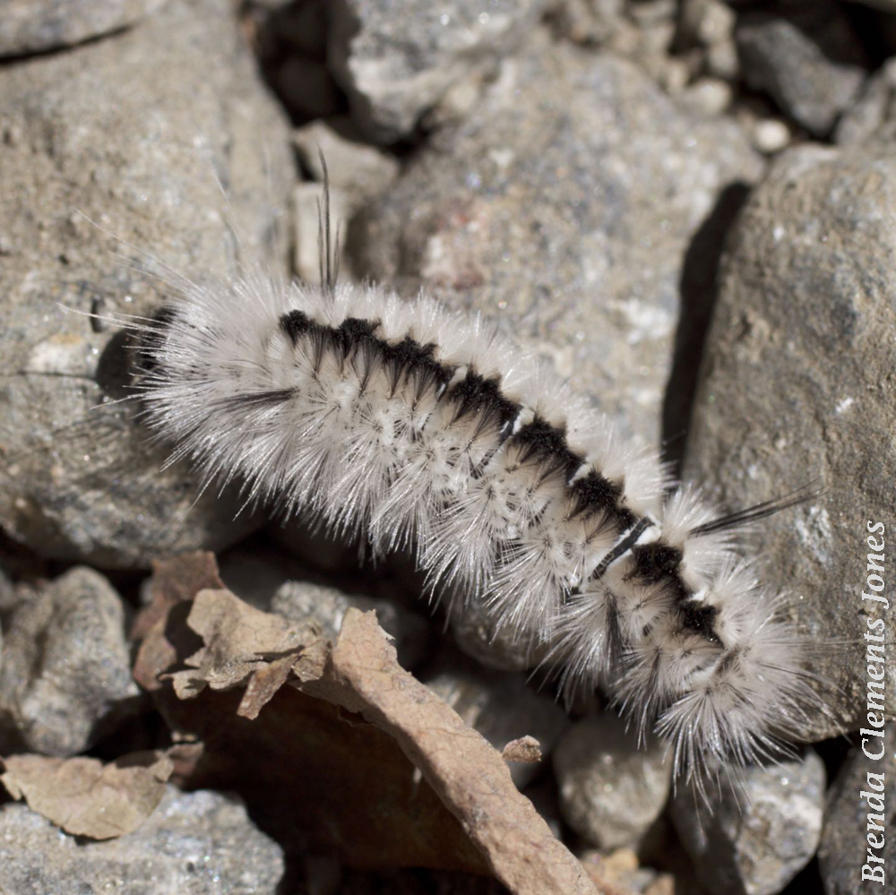 Hickory Tussock Moth Caterpillar