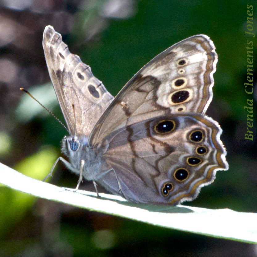Northern Pearly-eye Joins the Chat