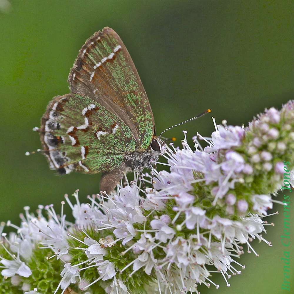 Juniper Hairstreak Revisited