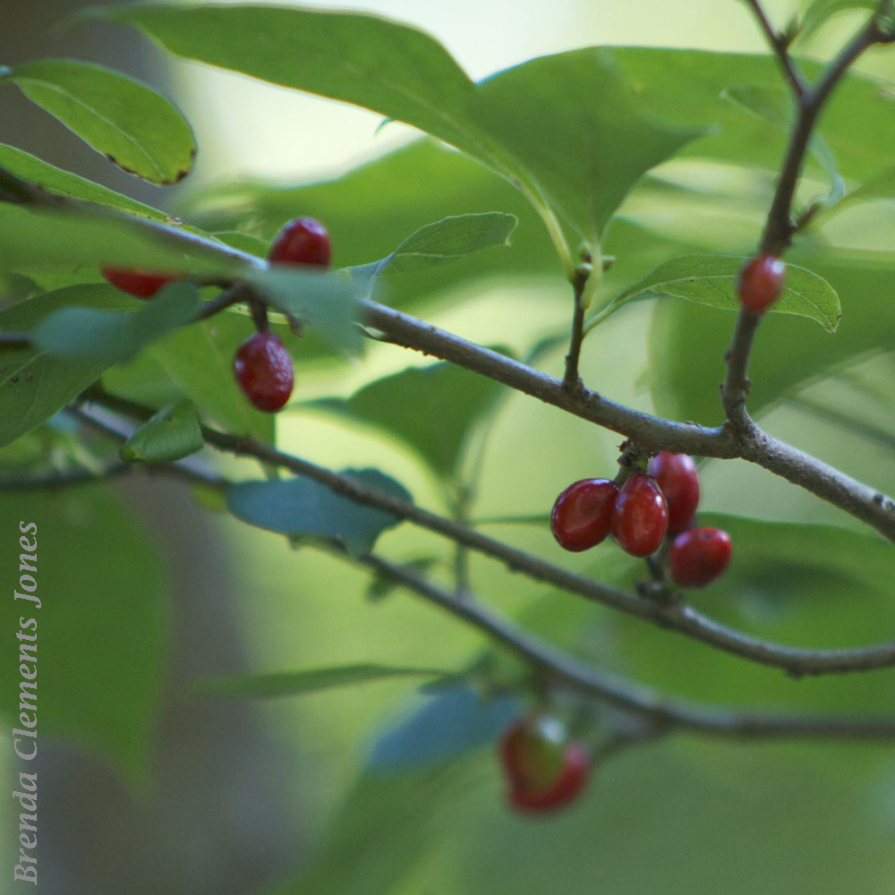 Red Berries of Spicebush