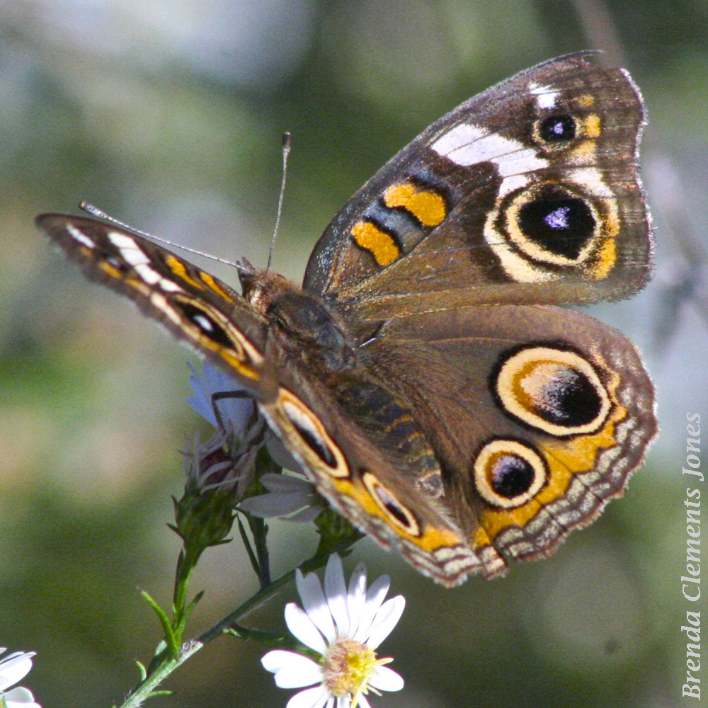 Common Buckeye Revisited