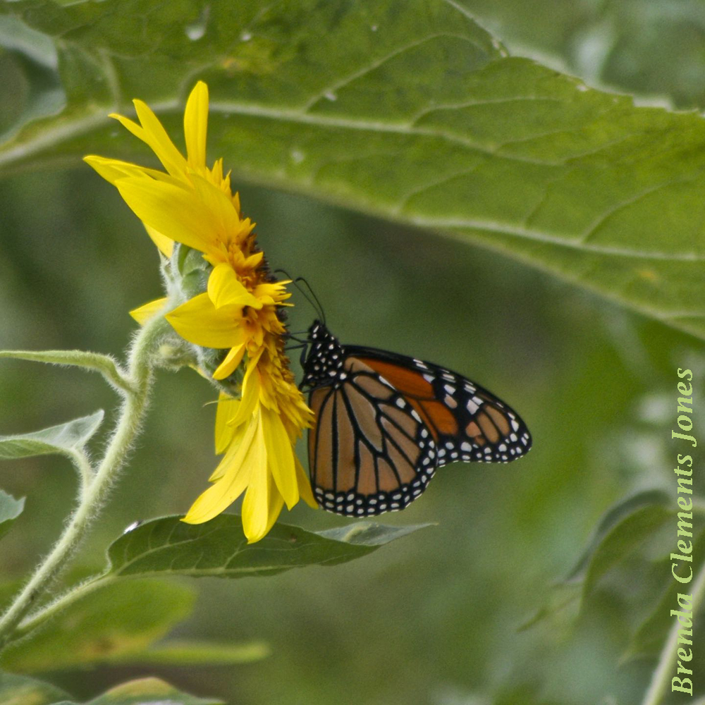 A Sunflower and a Monarch