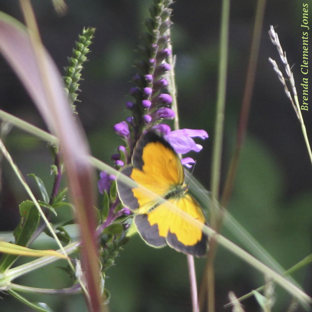 Obedient Plant