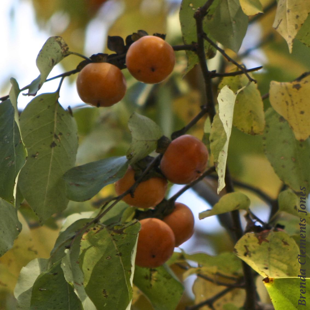 American Persimmons