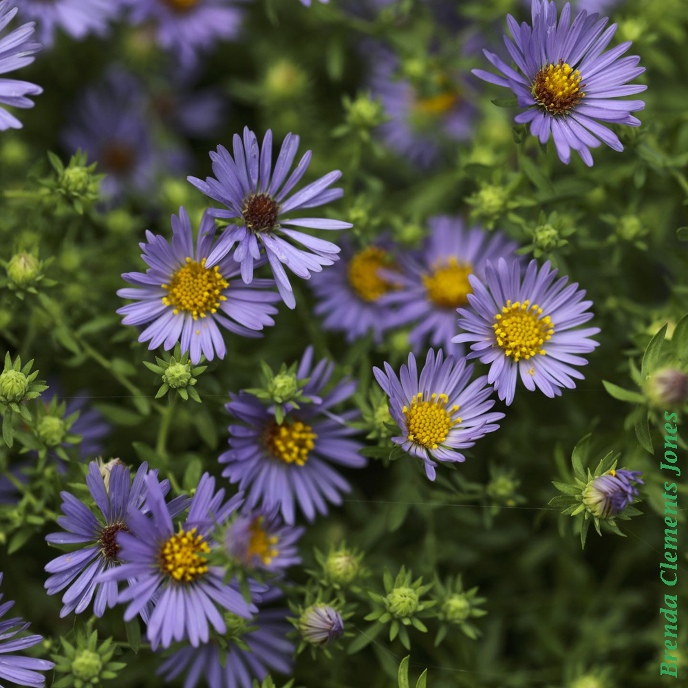 Aromatic Asters