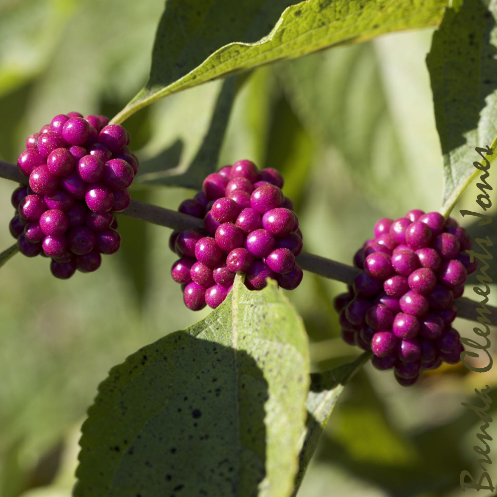 American Beautyberry