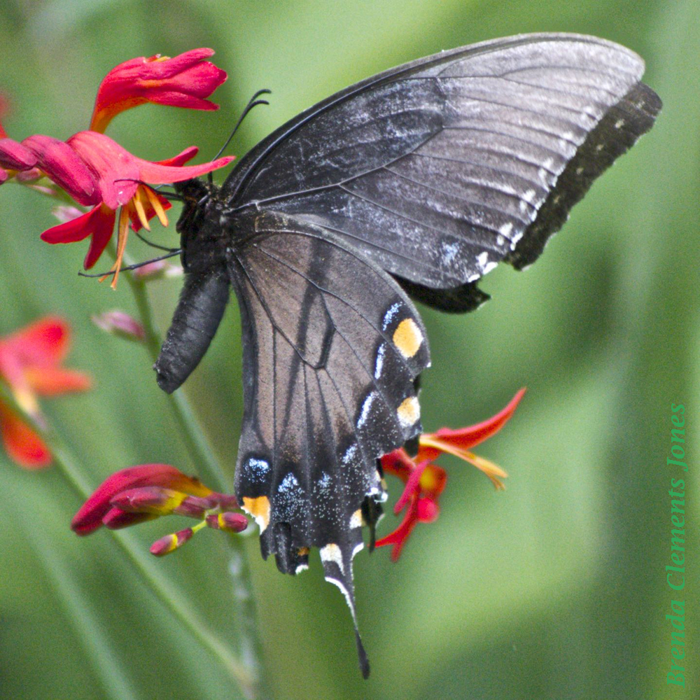 Dark Morph of Eastern Tiger Swallowtail