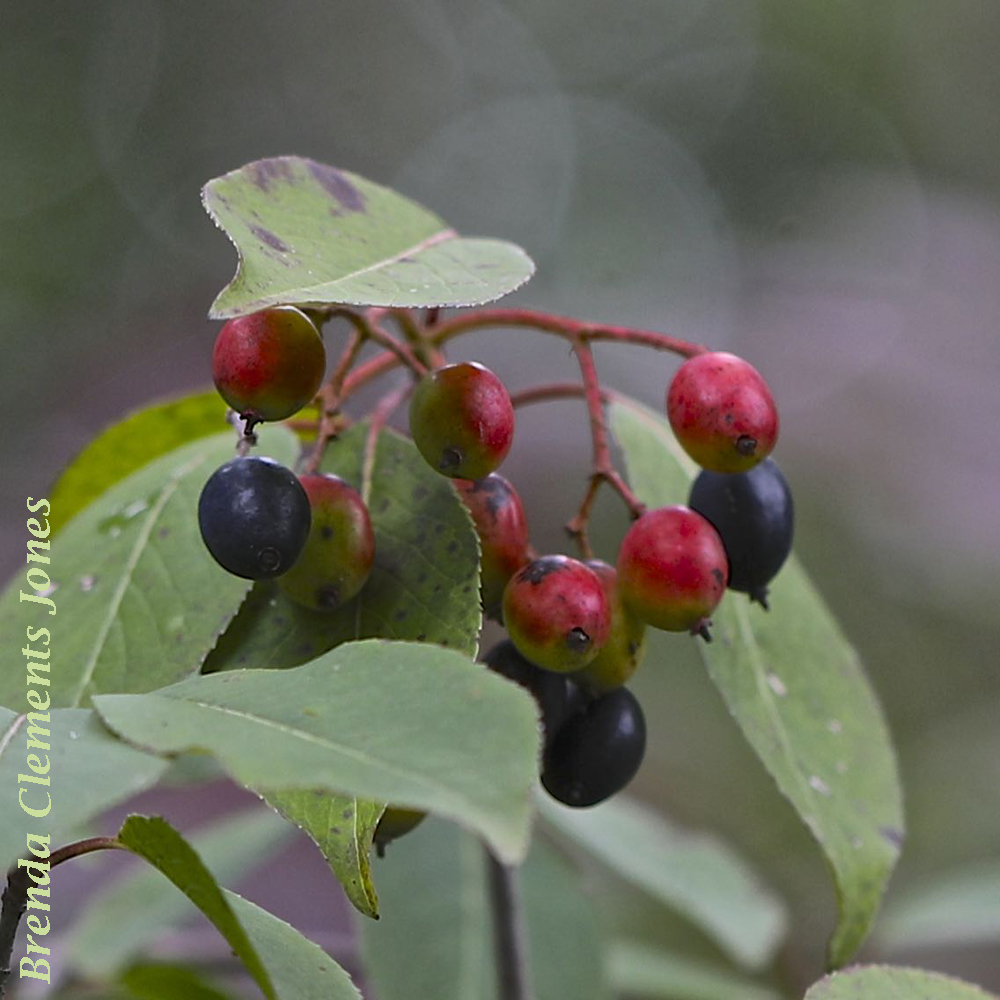 Blackhaw Drupes
